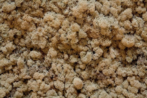 image of moss wall