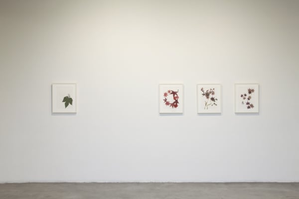 image of Peggy Preheim installation of drawings