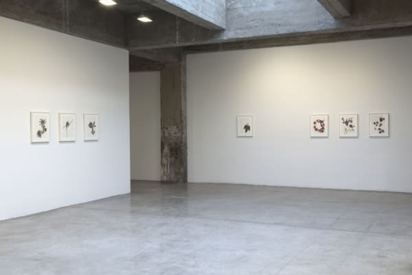 image of Peggy Preheim installation of drawings