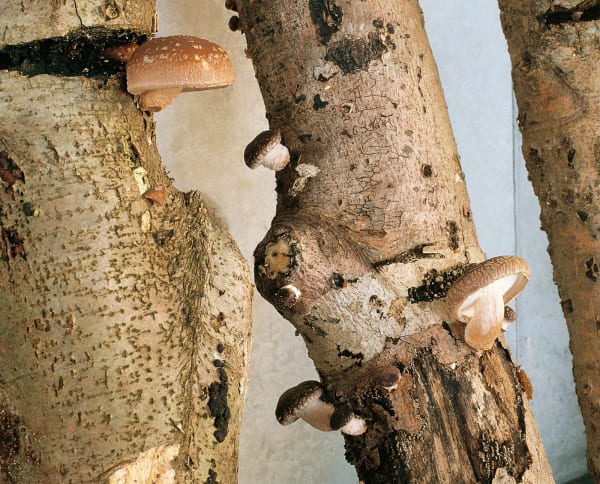 installation image of trees