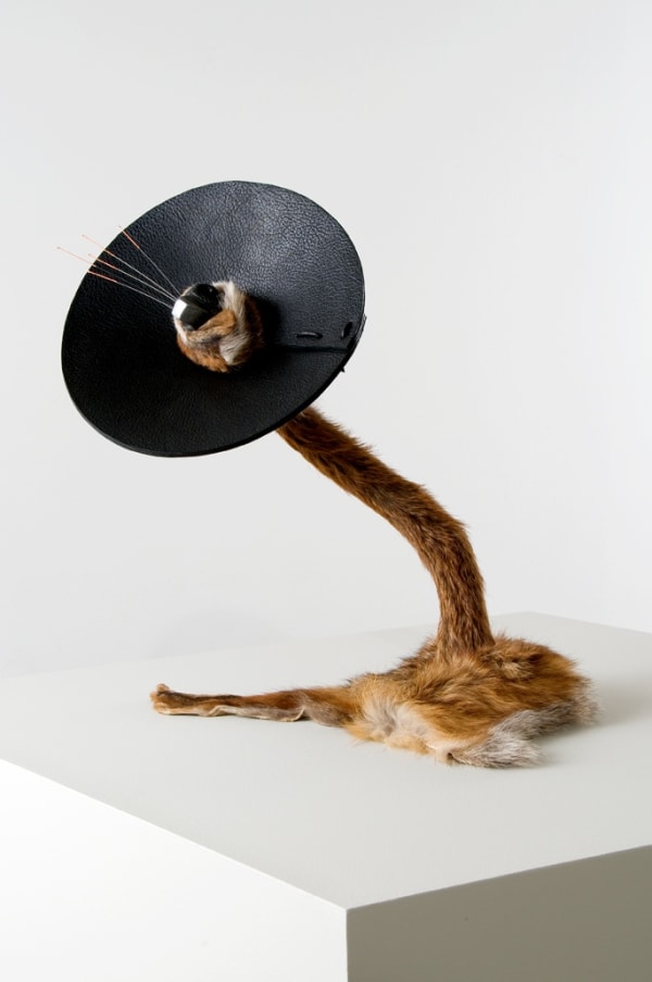 Installation view of Siobhán Hapaska: The Nose that Lost its Dog.