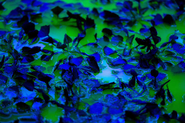 Installation image of Olafur Eliasson's Life.