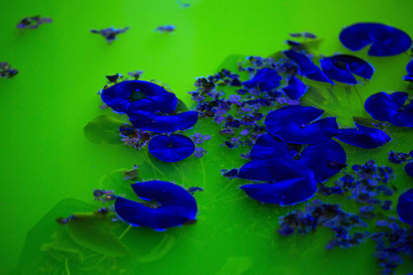 Installation image of Olafur Eliasson's Life.
