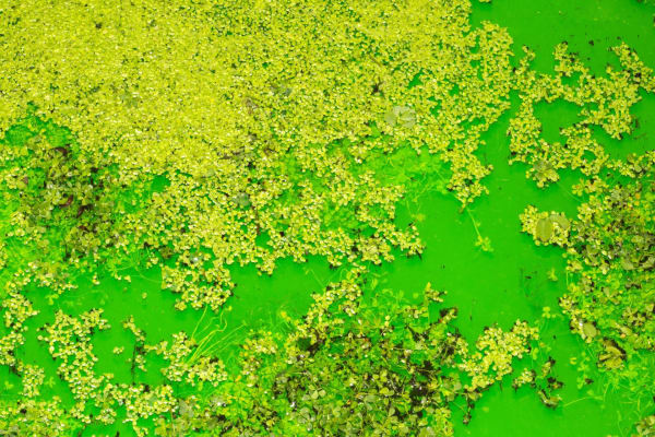 Installation image of Olafur Eliasson's Life.