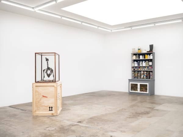 Mark Dion installation images