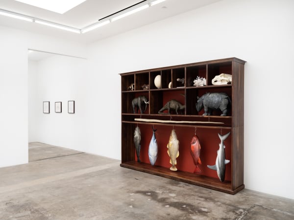 Mark Dion installation images