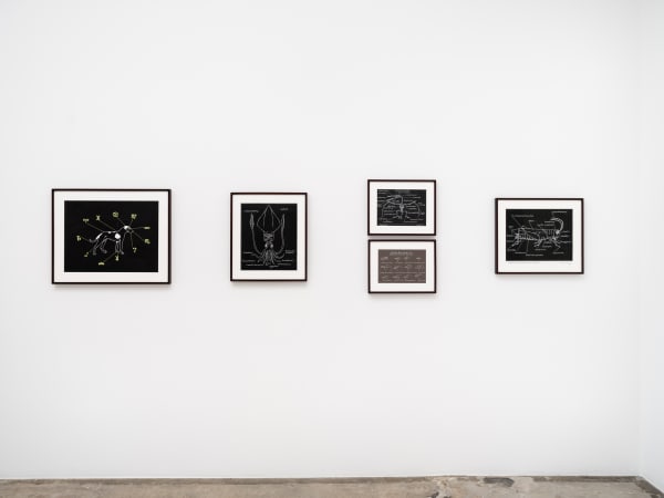 Mark Dion installation images