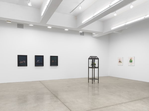 fruiting bodies installation images.