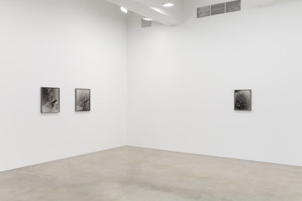 Lisa Oppenheim's installation view.