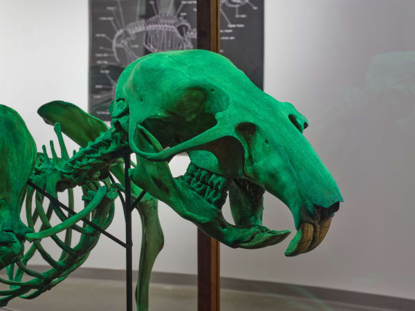 Installation image of Mark Dion: Excavations.