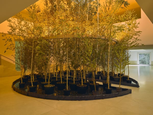 image of eliasson, trees indoors