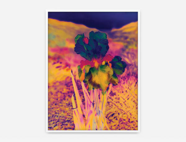 Lisa Oppenheim's photography work.