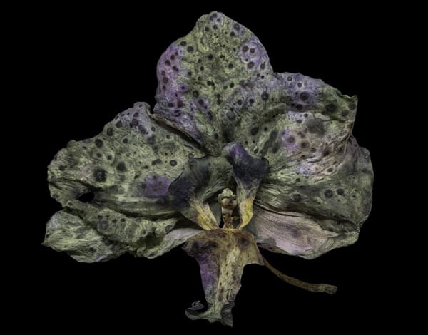 Ardine Nelson, Untitled D-7918