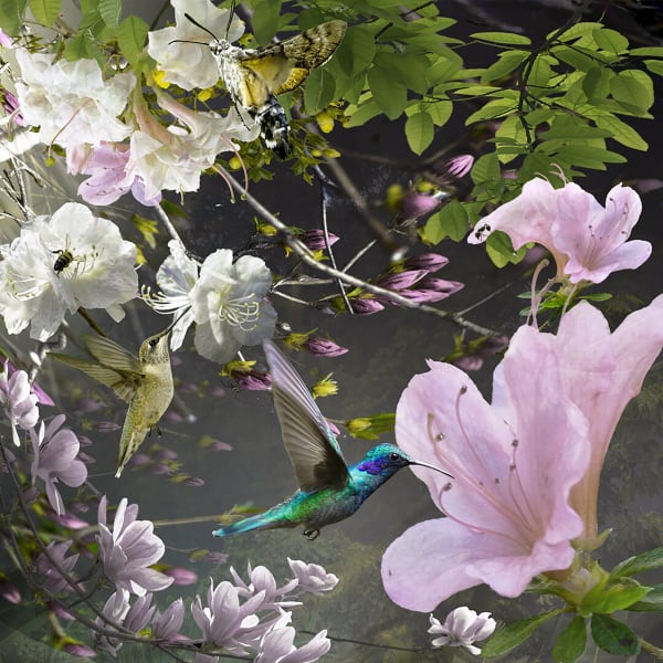Ryn Clarke, Azaleas and Hummingbirds, 2020