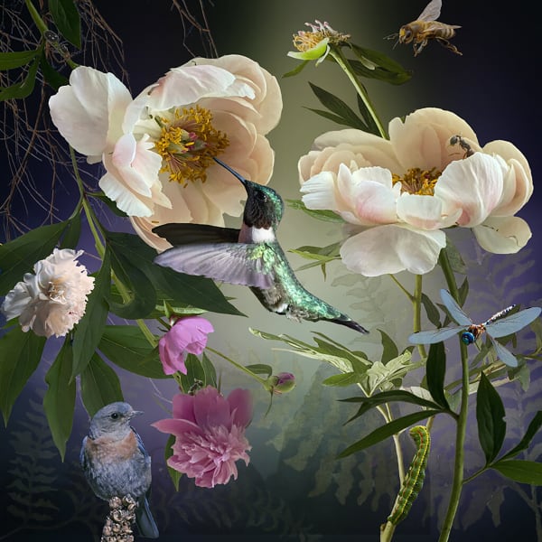 Ryn Clarke, Peonies, 2020