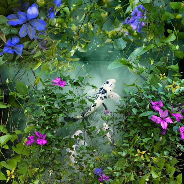 Ryn Clarke, Koi and Clematis, 2020