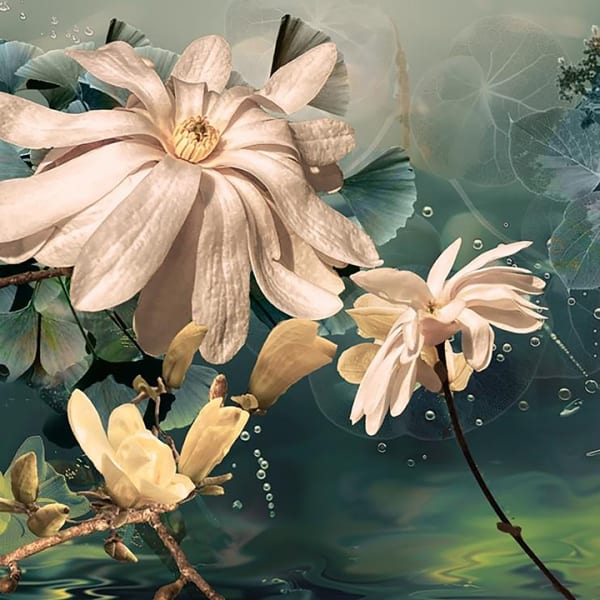 Ryn Clarke, Magnolias in Water, 2024