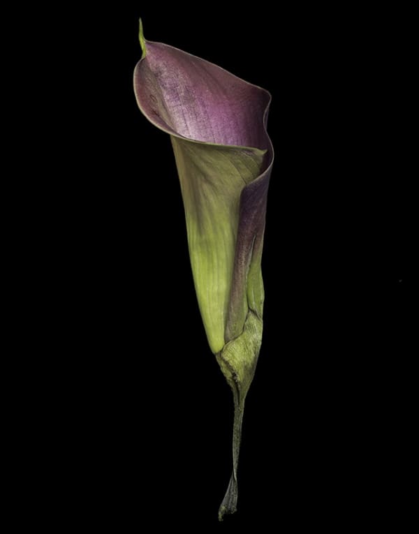 Ardine Nelson, Untitled D-3673