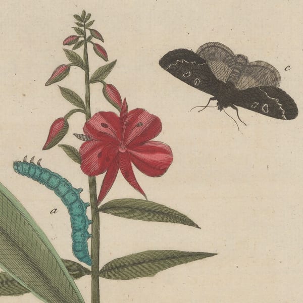 Eleazar Albin, 'A Natural History of English Insects'