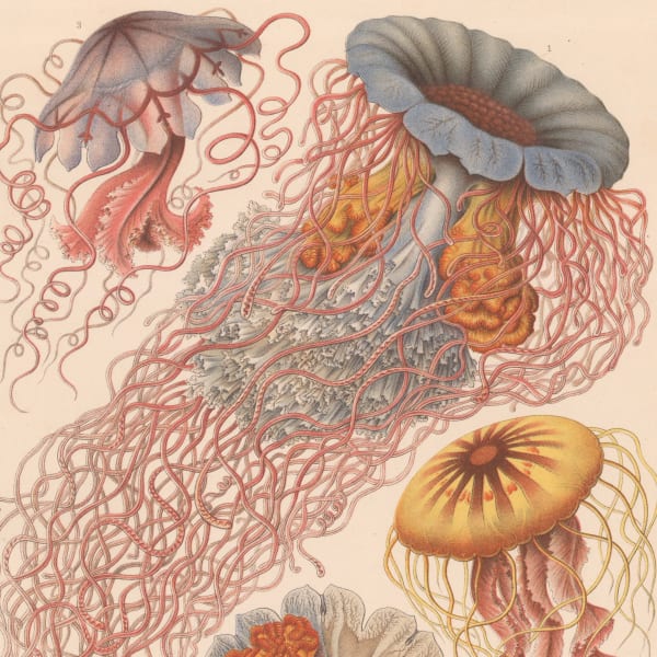 Ernst Haeckel, A Master of Scientific Illustration