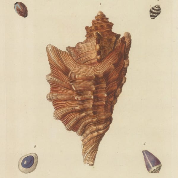 George W. Knorr, Shells to Delight the Eyes and the Spirit