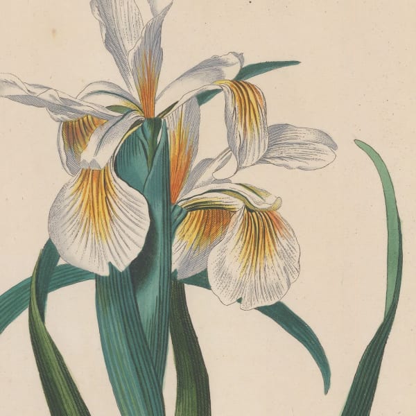 George Dionysus Ehret