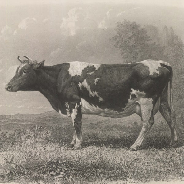 Domestic Animals