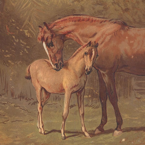 Horses