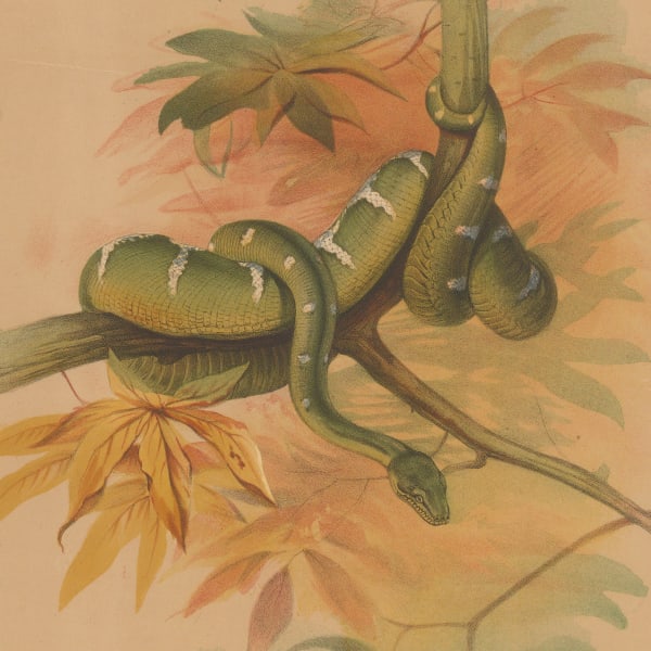 Reptiles & Amphibians