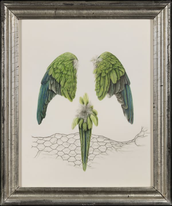 Brigid Edwards, Green Parakeet, 2019