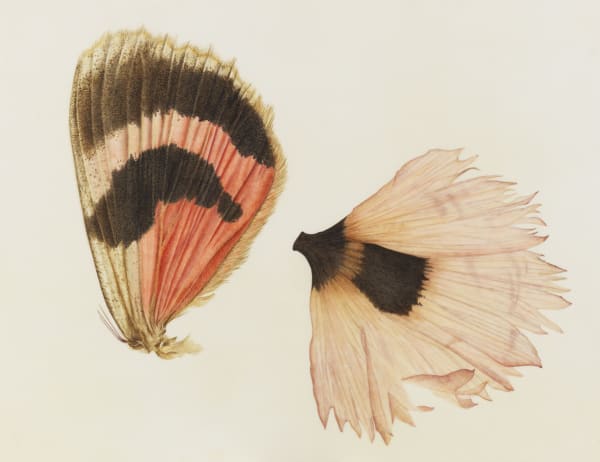 Brigid Edwards, Moth Wing & Poppy, 2016