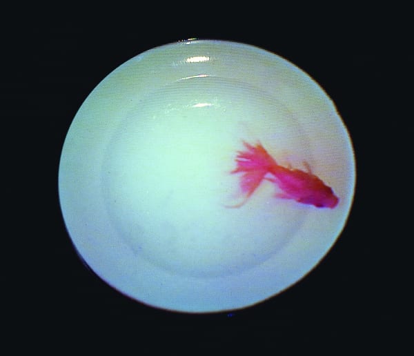 藝術家高重黎、袁廣鳴現正於森美術館參展「1980-1990年代臺灣影像藝術的黎明」, 藝術家新聞