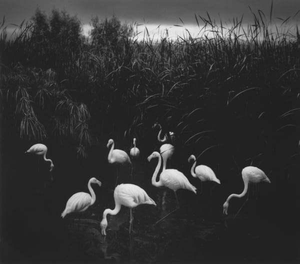 Pentti Sammallahti, Gotland Sweden, 1997