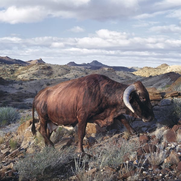Daniel Naudé, Xhosa bull on the shore, Eastern Cape, South Africa, 2018