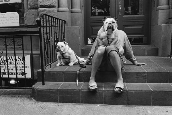 Elliott Erwitt, New York City (Bulldogs on stoop), 2000