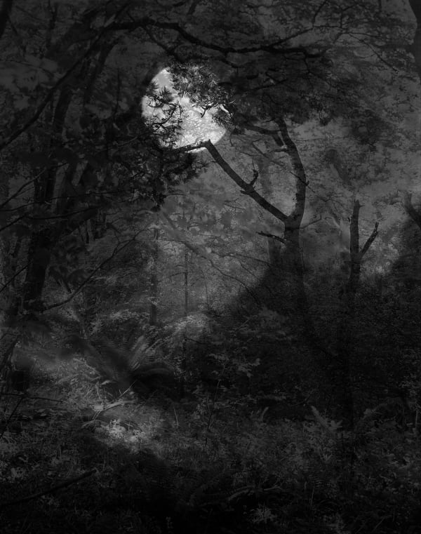 Nicholas Hughes, Untitled 1, 2009, from 'Field, Verse 1'