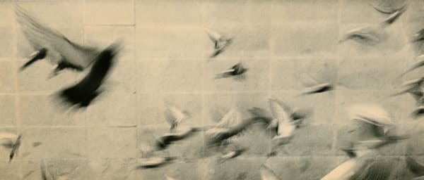 miho kajioka tanzaku