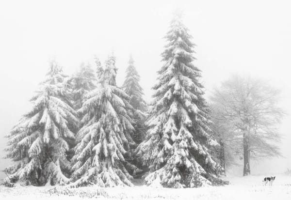 Pentti Sammallahti Petrohan, Bulgaria, 2003 - silver gelatin print, edition of 25, 24 x 30 cm, £450 + VAT unframed.