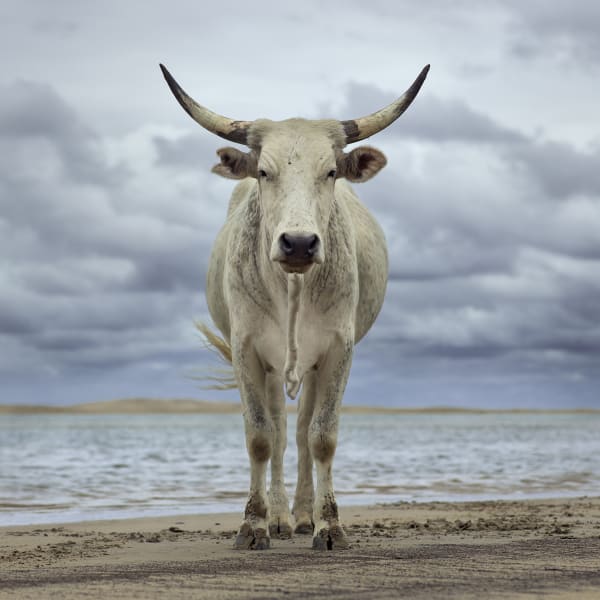 Daniel Naudé: The Bovine Prophecy New series (2018-2019)