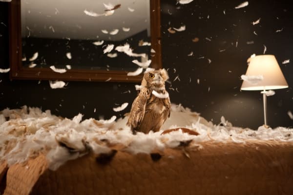Carnegie Museum of Art’s online exhibition series continues with Doug Aitken’s <i>migration</i>