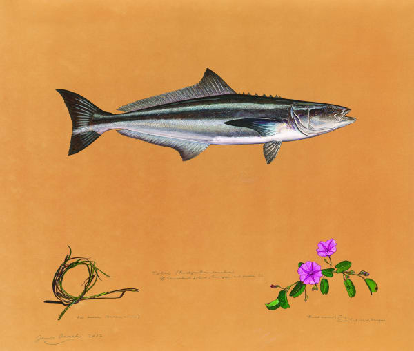 Cobia 2012 Watercolor, gouache, colored pencil, graphite, and powdered mica on tea-stained paper 32 x 38 inches