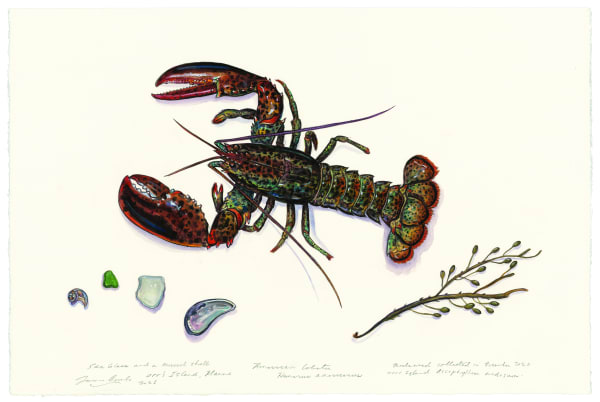 Maine Lobster 2021 Watercolor, gouache, colored pencil, graphite, and powdered mica on paper 16 x 24 inches