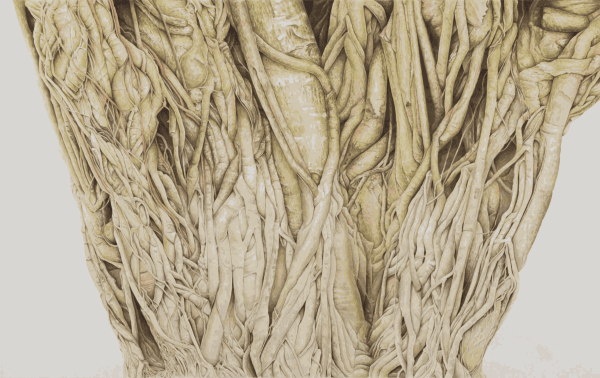 Eyes on Nature, the Art of Sean Cavanaugh