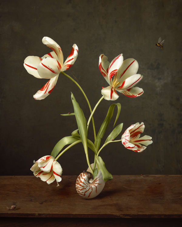 Gemmy Woud-Binnendijk Nautilus Photography 94 x 75 cm Edition of 6 + 1 artist proof