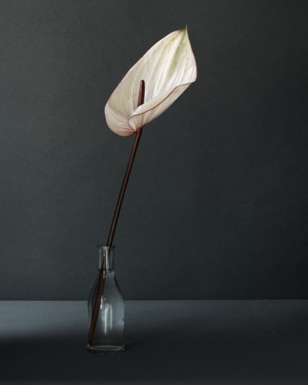 Puck Soetens, Anthurium in a glass vase