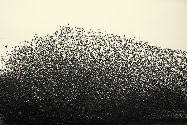 Erik Hijweege, Con Forza