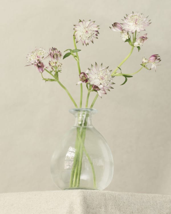 Puck Soetens, Astrantia in a glass vase