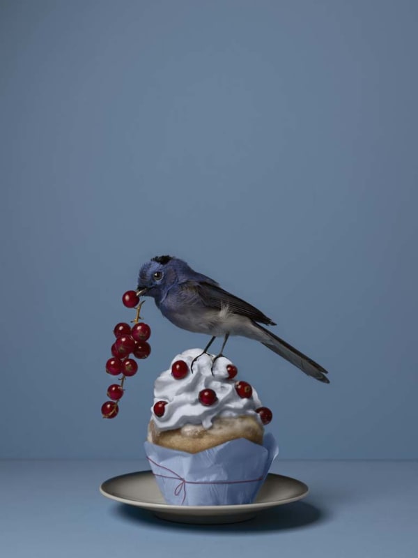 Kaat Stieber, Sweet Treat