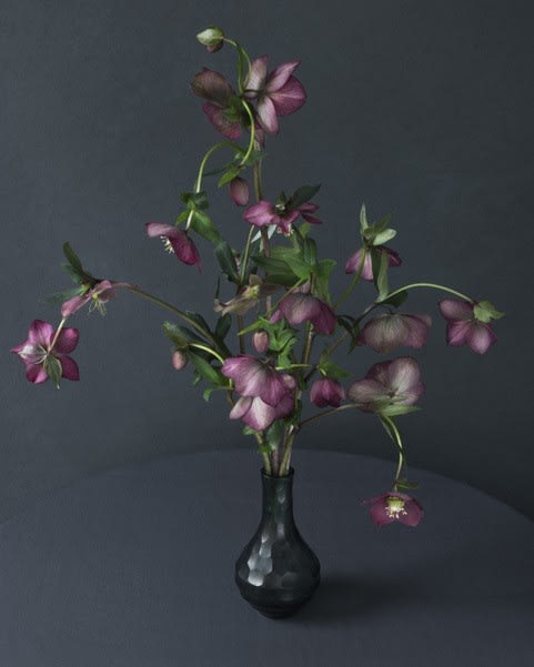 Puck Soetens, Hellebore in een glazen vaas