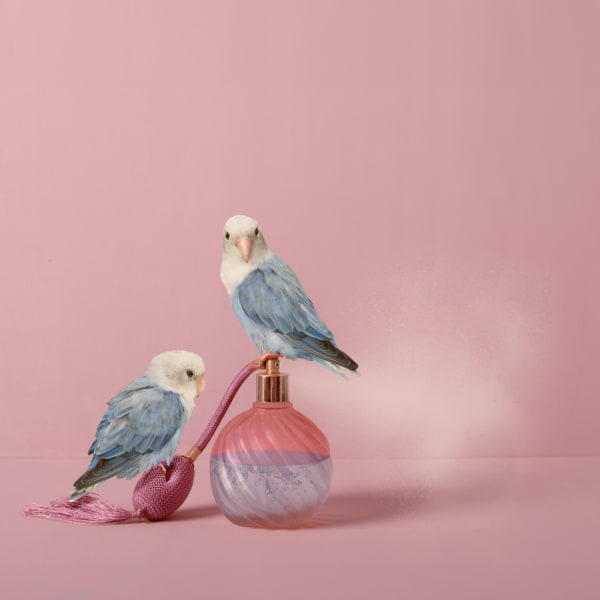 Kaat Stieber, Eau de Tweet